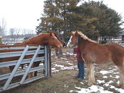 Lio meeting some of the other equines