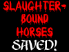 Slaughterbound Horses Saved!